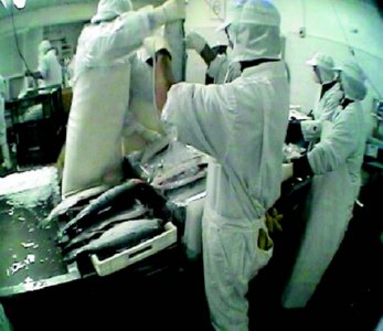 industria salmon (43)  ALIMENTOS MERCADO